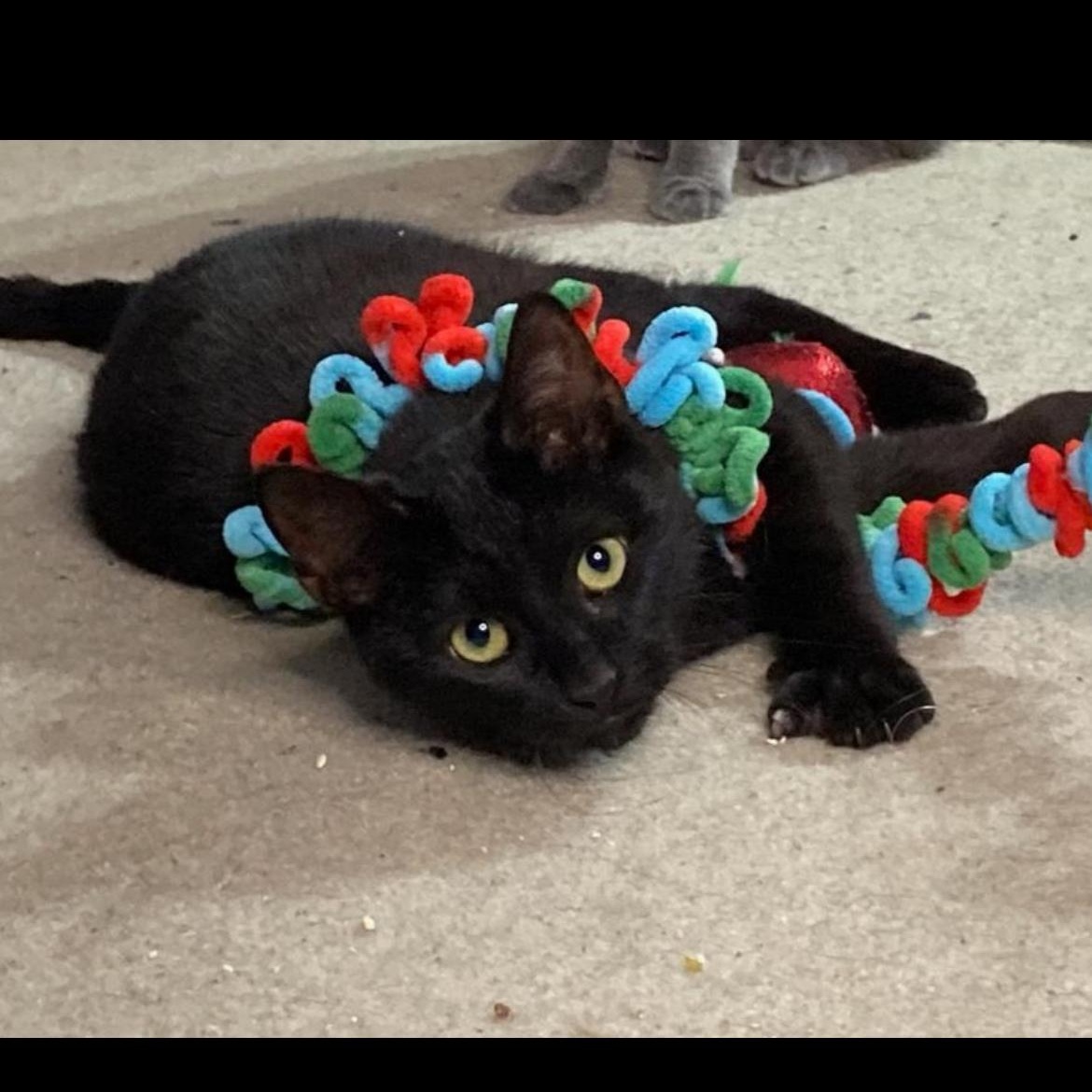Coal, a ADOPTABLE Domestic Short Hair in Brockport, NY image 5/5