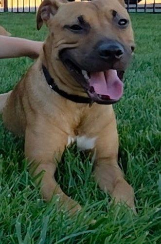 Mini (surrender), Adoptable, Young Female Pit Bull Terrier.