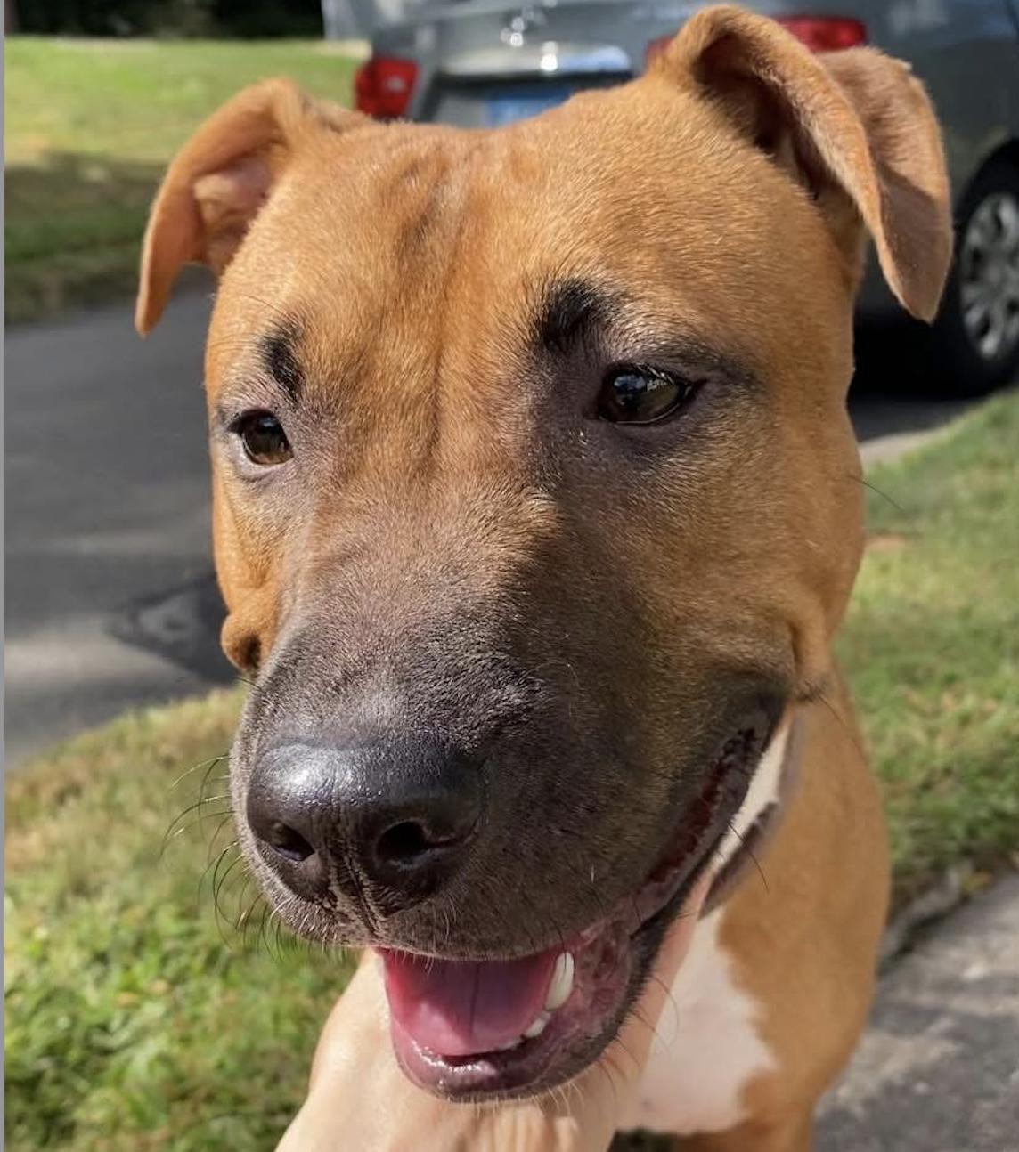 Mini (surrender), a Adoptable Pit Bull Terrier in Hamden, CT image 2/4