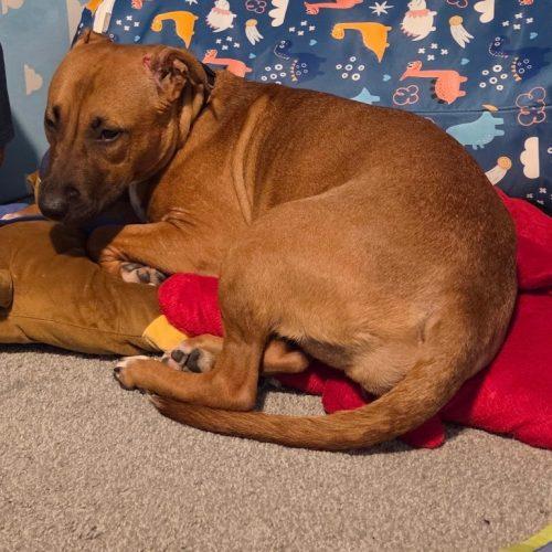Mini (surrender), a Adoptable Pit Bull Terrier in Hamden, CT image 4/4
