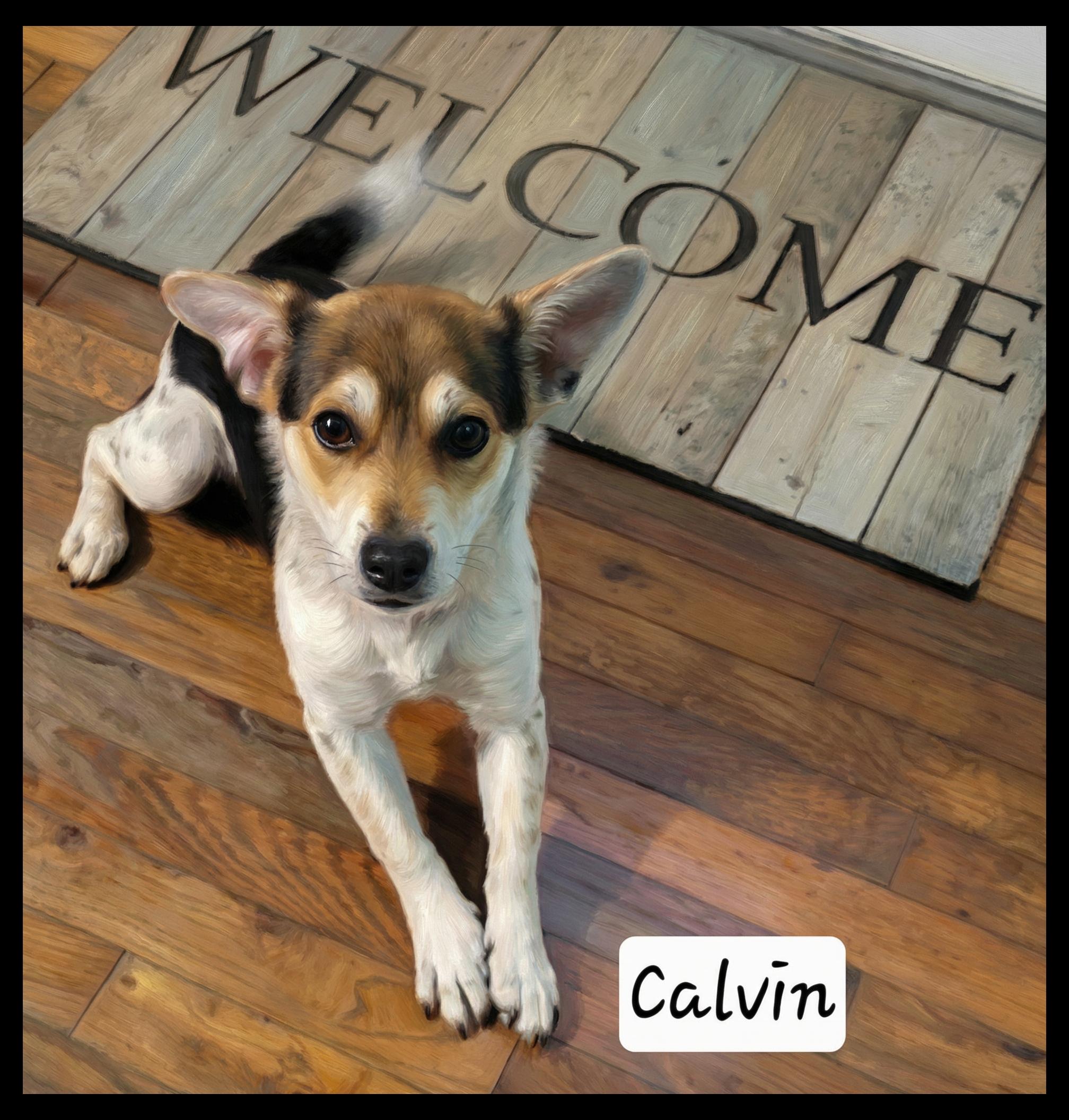 Calvin, adopted, Young Male Terrier.