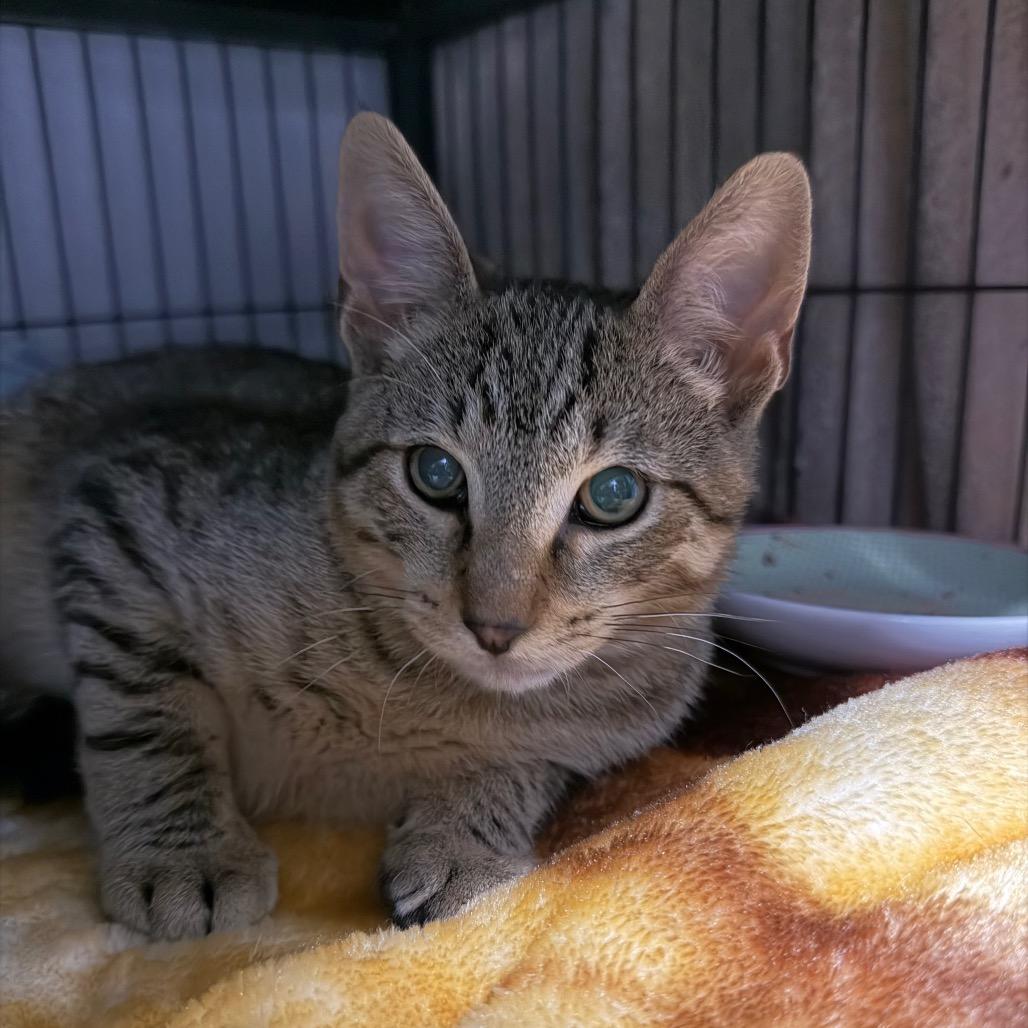 Enlarge Mac, a Adoptable Domestic Short Hair in Hampton Bays, NY image 1/2