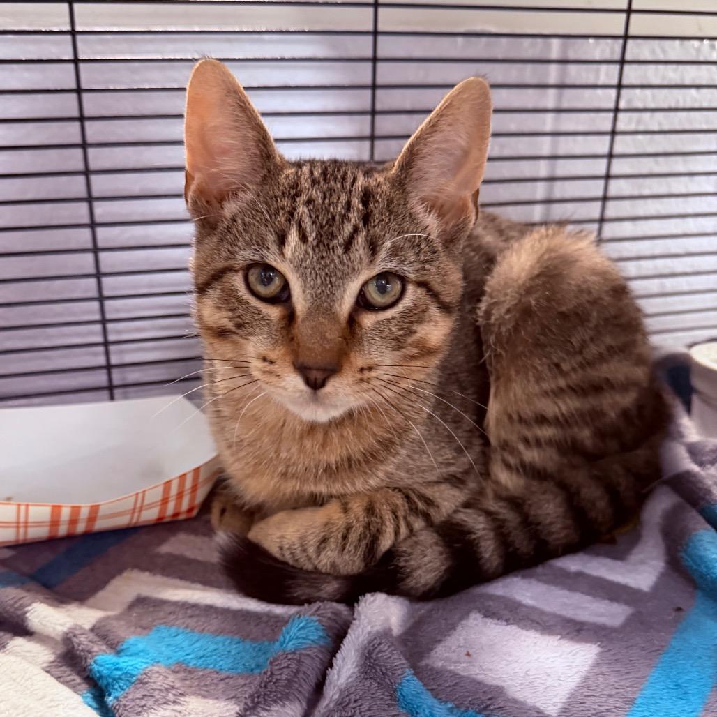 Enlarge Mac, a Adoptable Domestic Short Hair in Hampton Bays, NY image 2/2