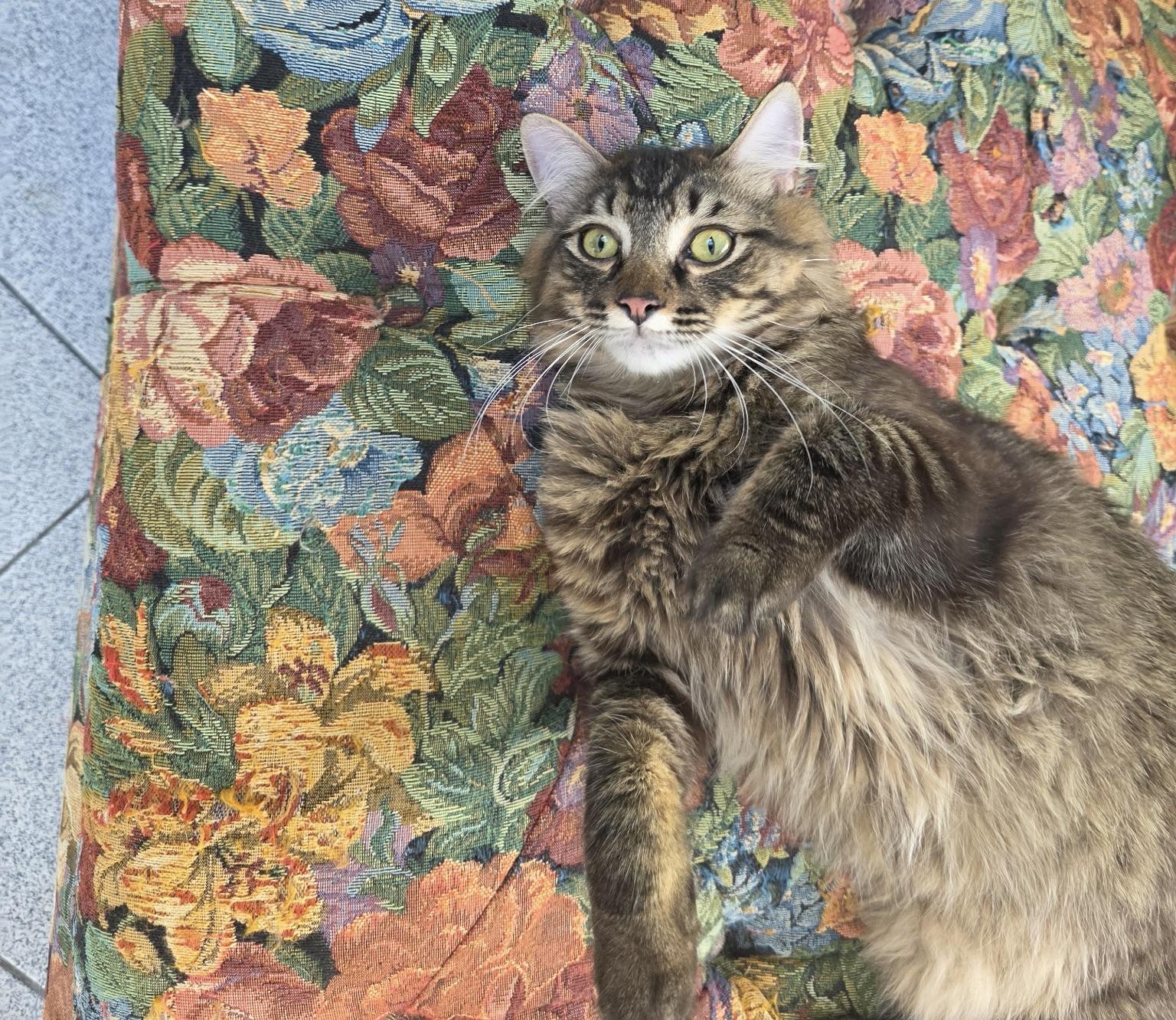 Stormy (needs a quiet home), an adopted mixed breed in Southbury, CT image 2/6