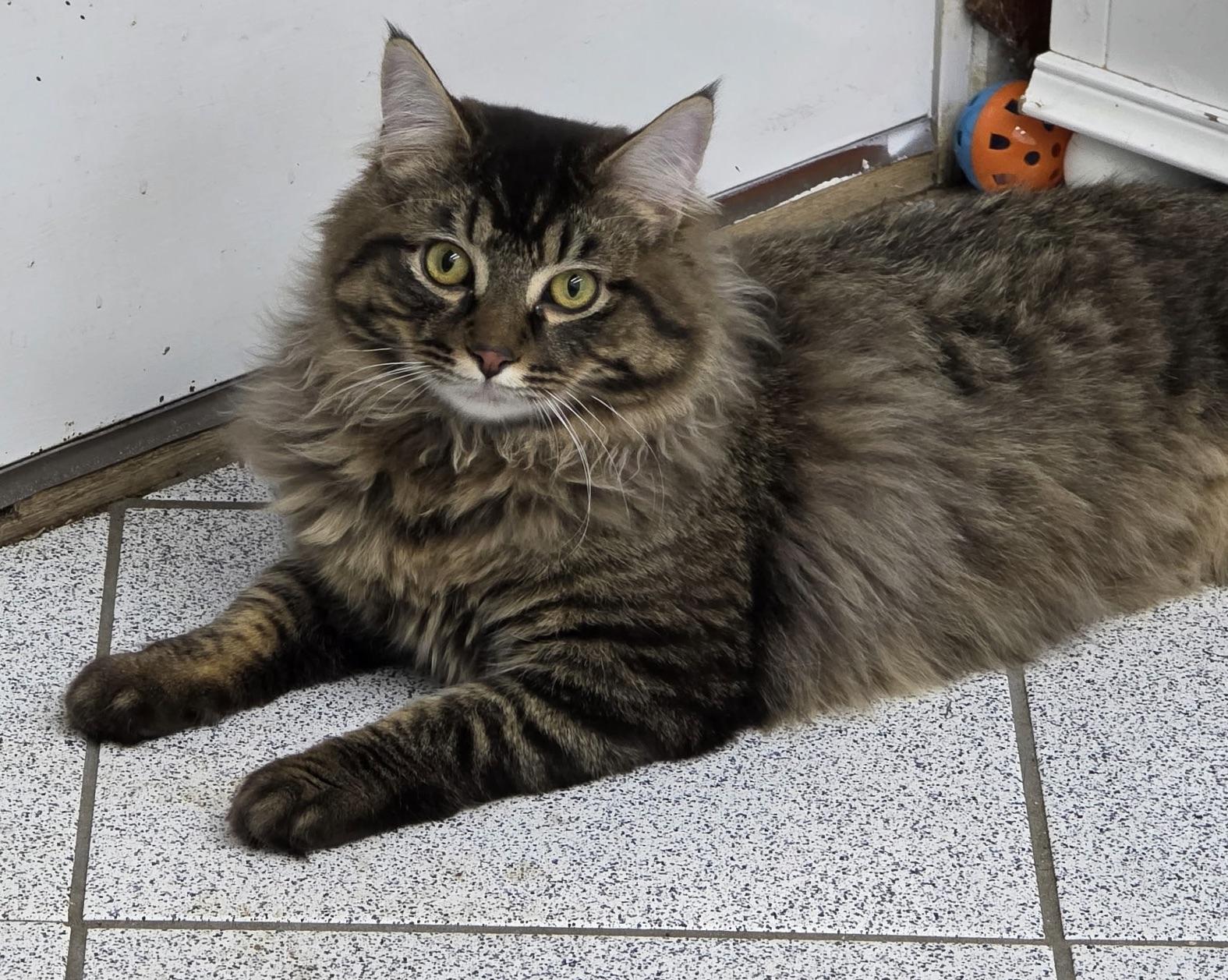 Stormy (needs a quiet home), adopted, Young Male Tabby & Maine Coon.