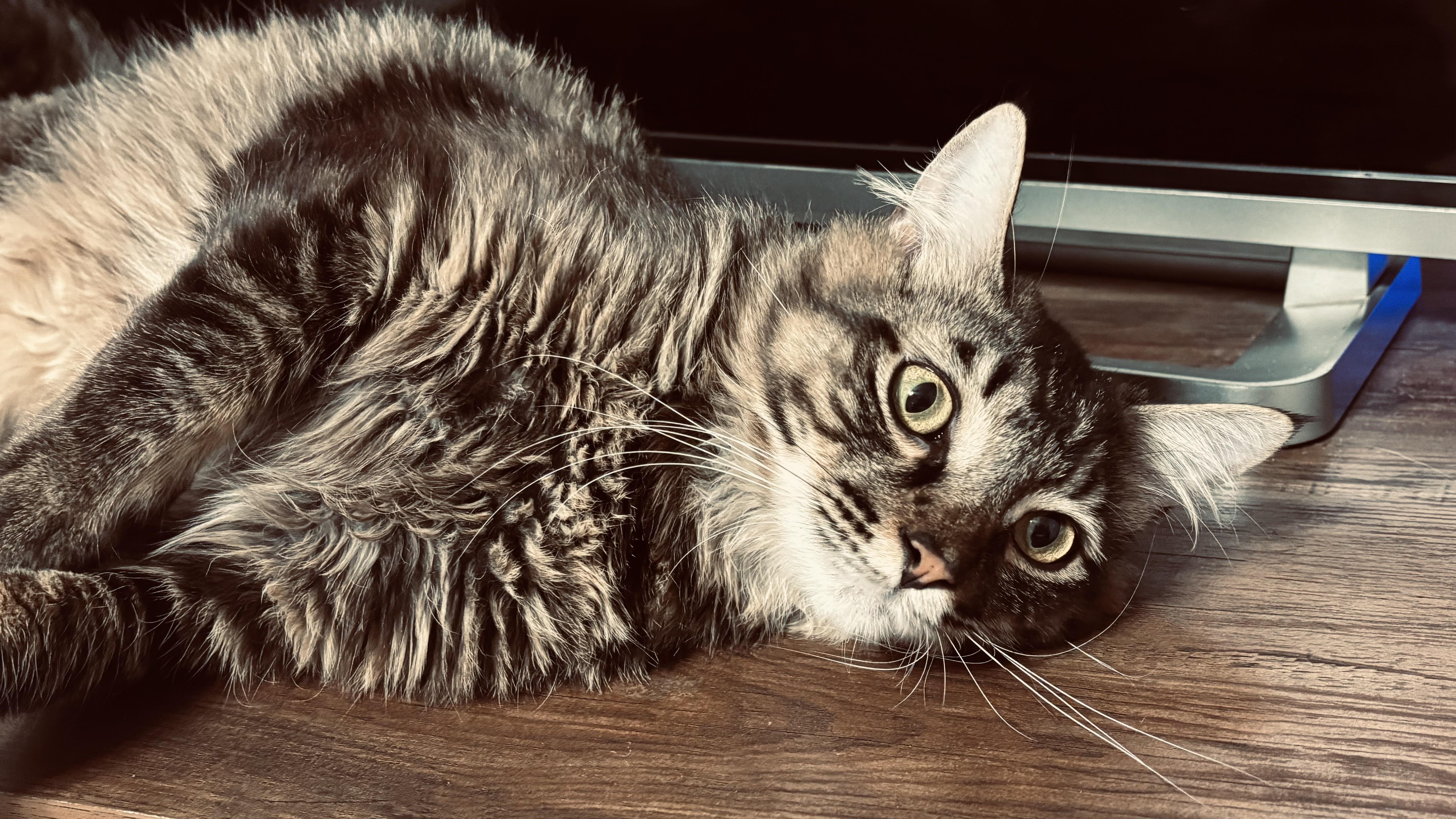 Stormy (needs a quiet home), an adopted mixed breed in Southbury, CT image 4/6