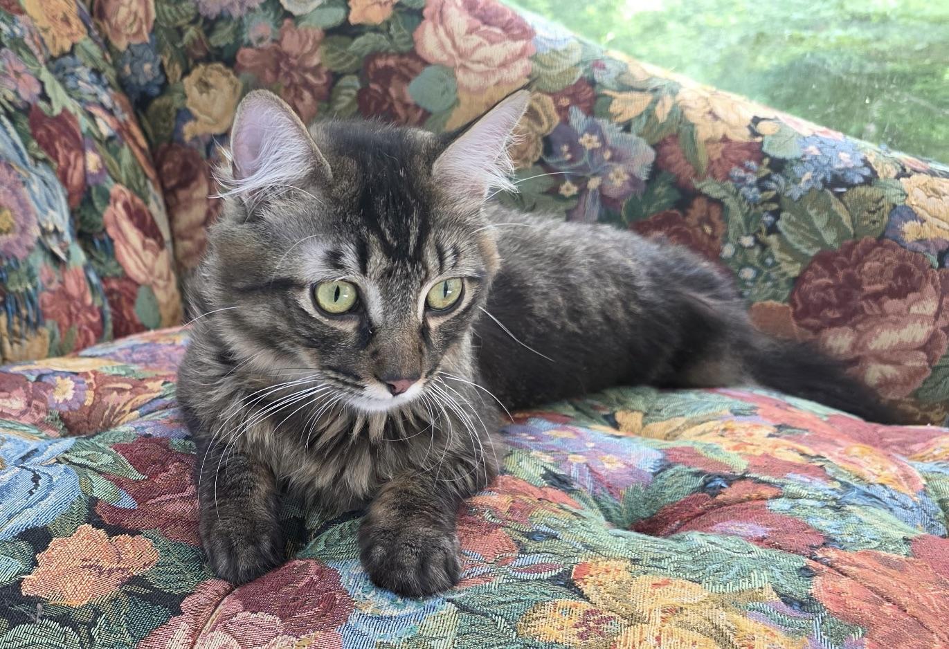 Stormy (needs a quiet home), an adopted mixed breed in Southbury, CT image 3/6