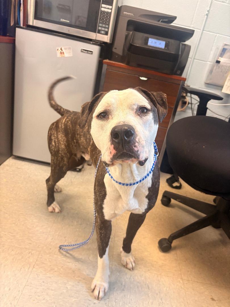 Buzz, a ADOPTABLE mixed breed in Medina, OH image 3/3