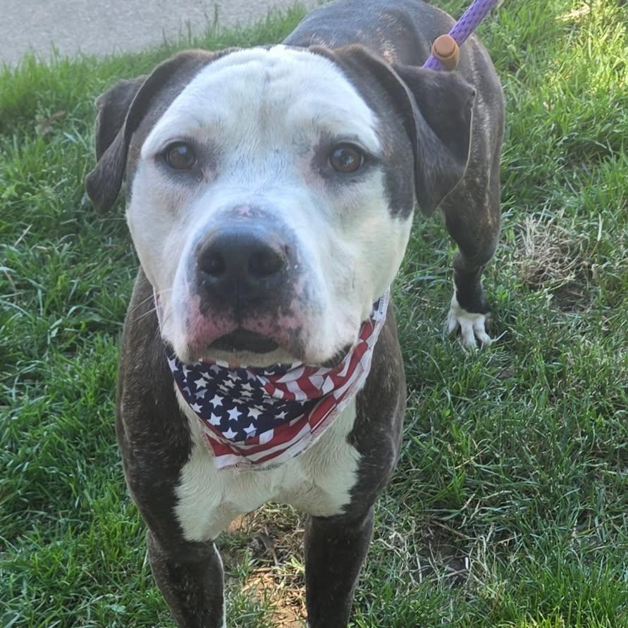 Buzz, a ADOPTABLE mixed breed in Medina, OH image 2/3