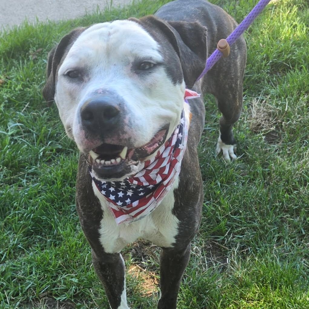Buzz, ADOPTABLE, Adult Male Pit Bull Terrier.