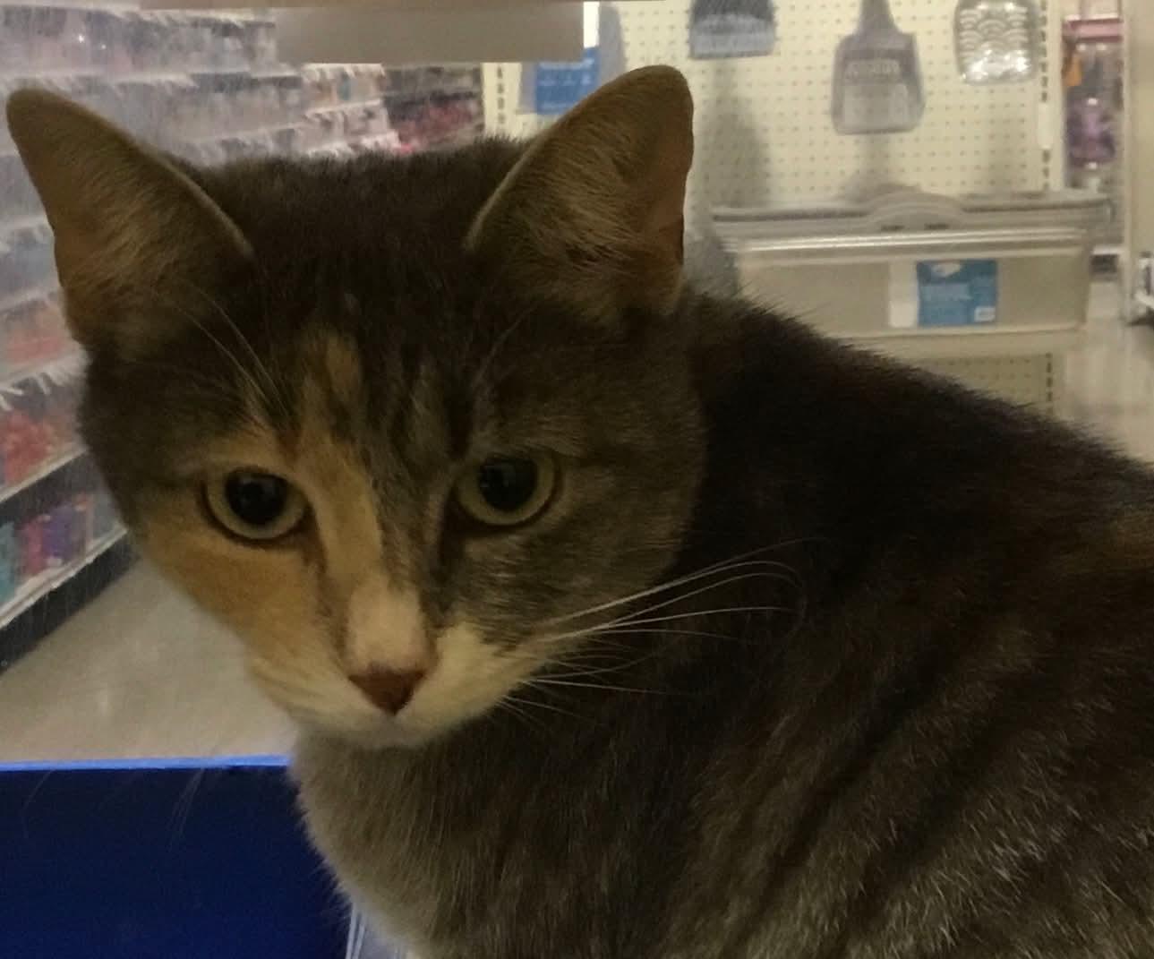 Gilda, ADOPTABLE, Adult Female Domestic Short Hair.