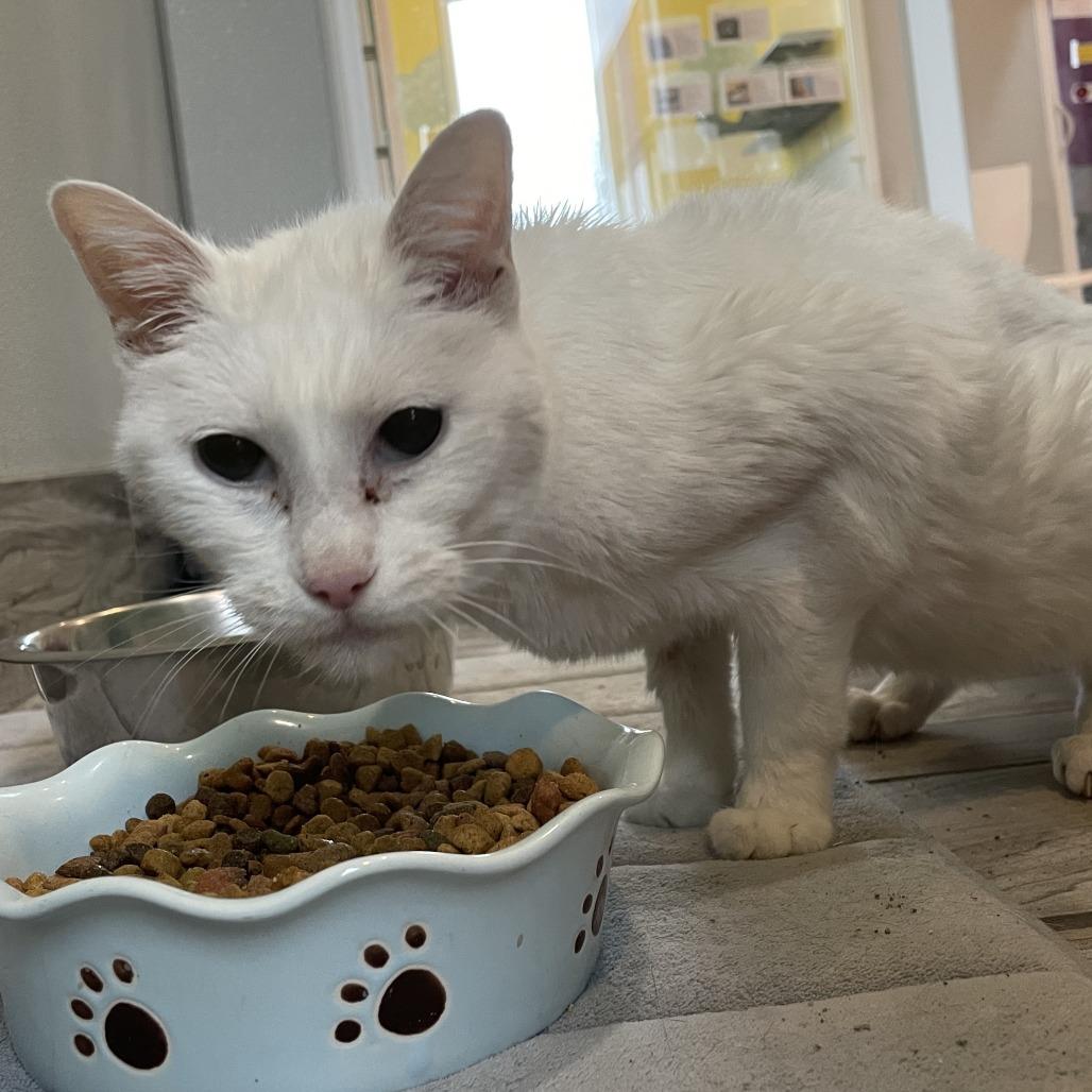 Jasmine, Adoptable, Senior Female Domestic Short Hair.