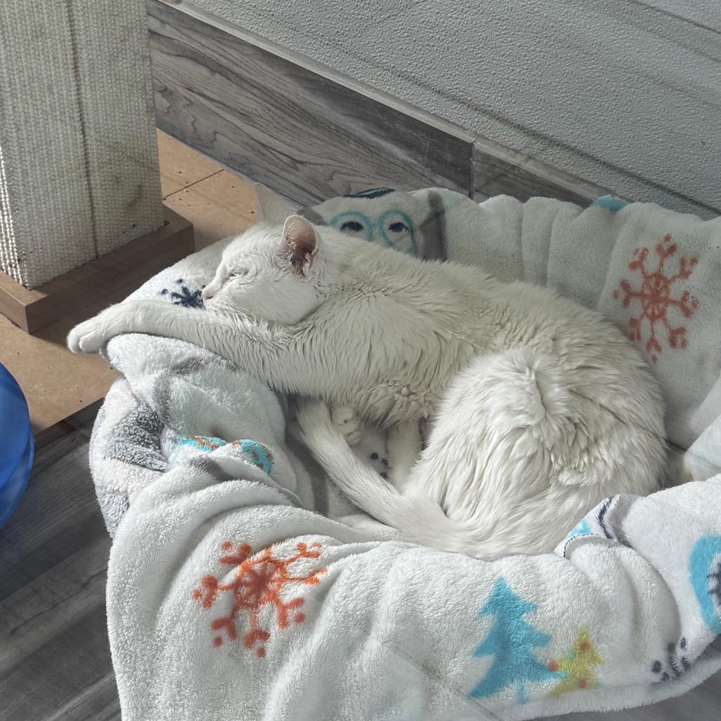 Enlarge Jasmine, a Adoptable mixed breed in West Des Moines, IA image 2/2