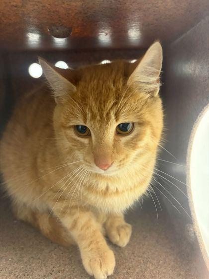 Cheese Grater-Barncat