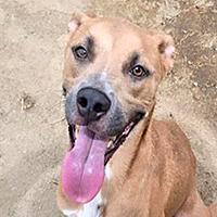 Rico - URGENT, adoptable, Young Male Shepherd.