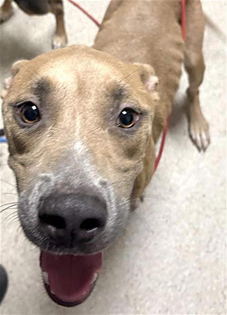 Enlarge Rico - URGENT, an adoptable mixed breed in Thousand Oaks, CA image 3/3