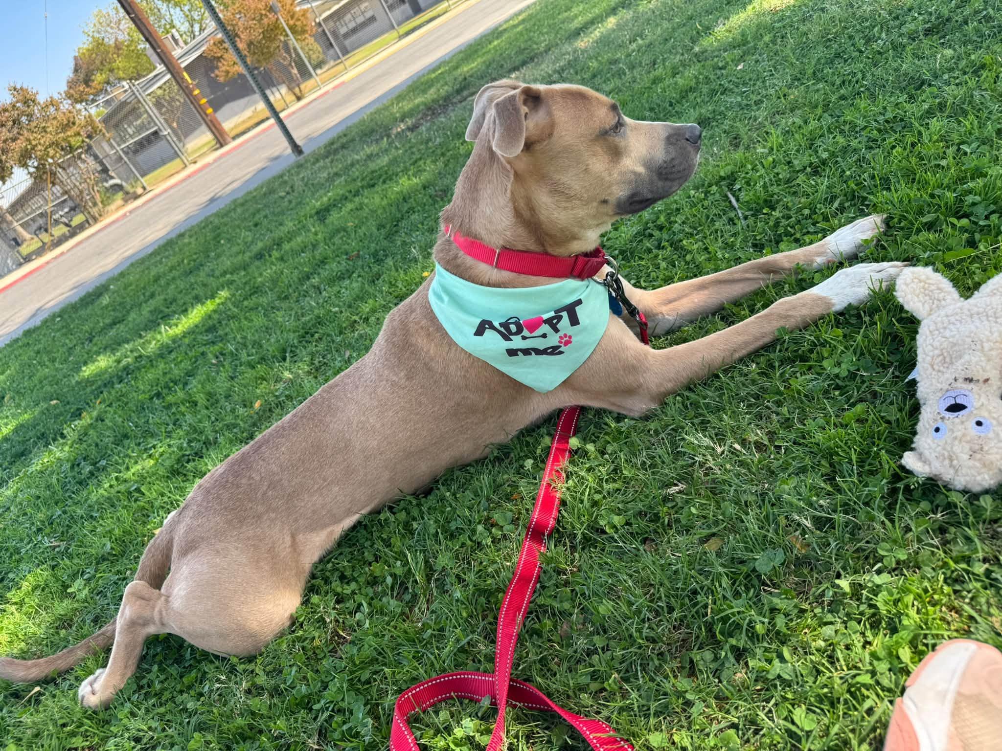 Enlarge Rico - EUTHANASIA LIST, a Adopted mixed breed in Thousand Oaks, CA image 4/6