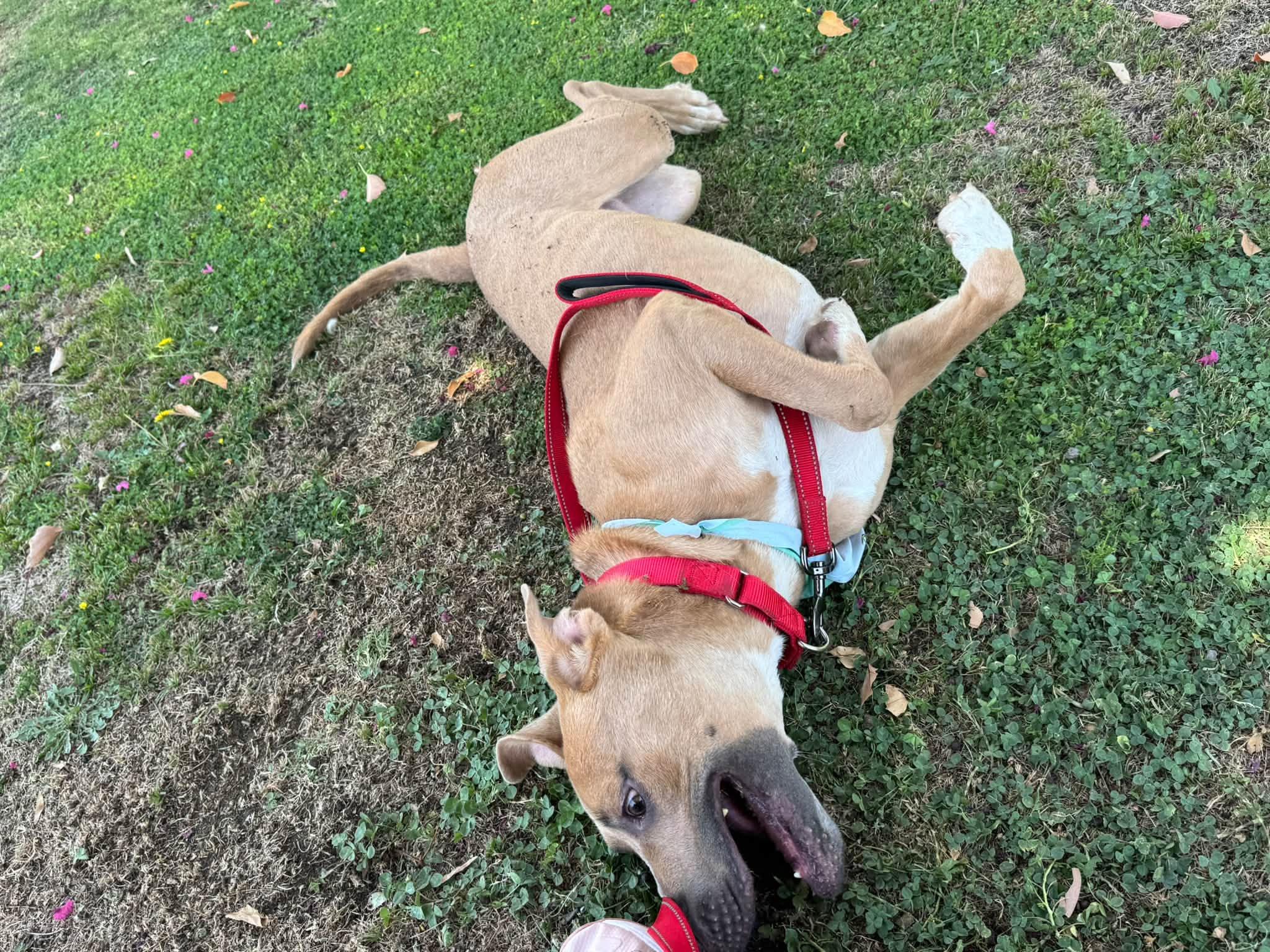 Enlarge Rico - EUTHANASIA LIST, a Adopted mixed breed in Thousand Oaks, CA image 6/6