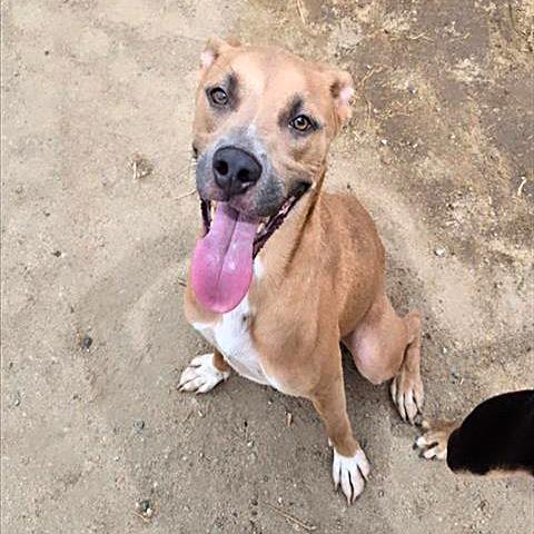 Enlarge Rico - URGENT, an adoptable mixed breed in Thousand Oaks, CA image 2/3