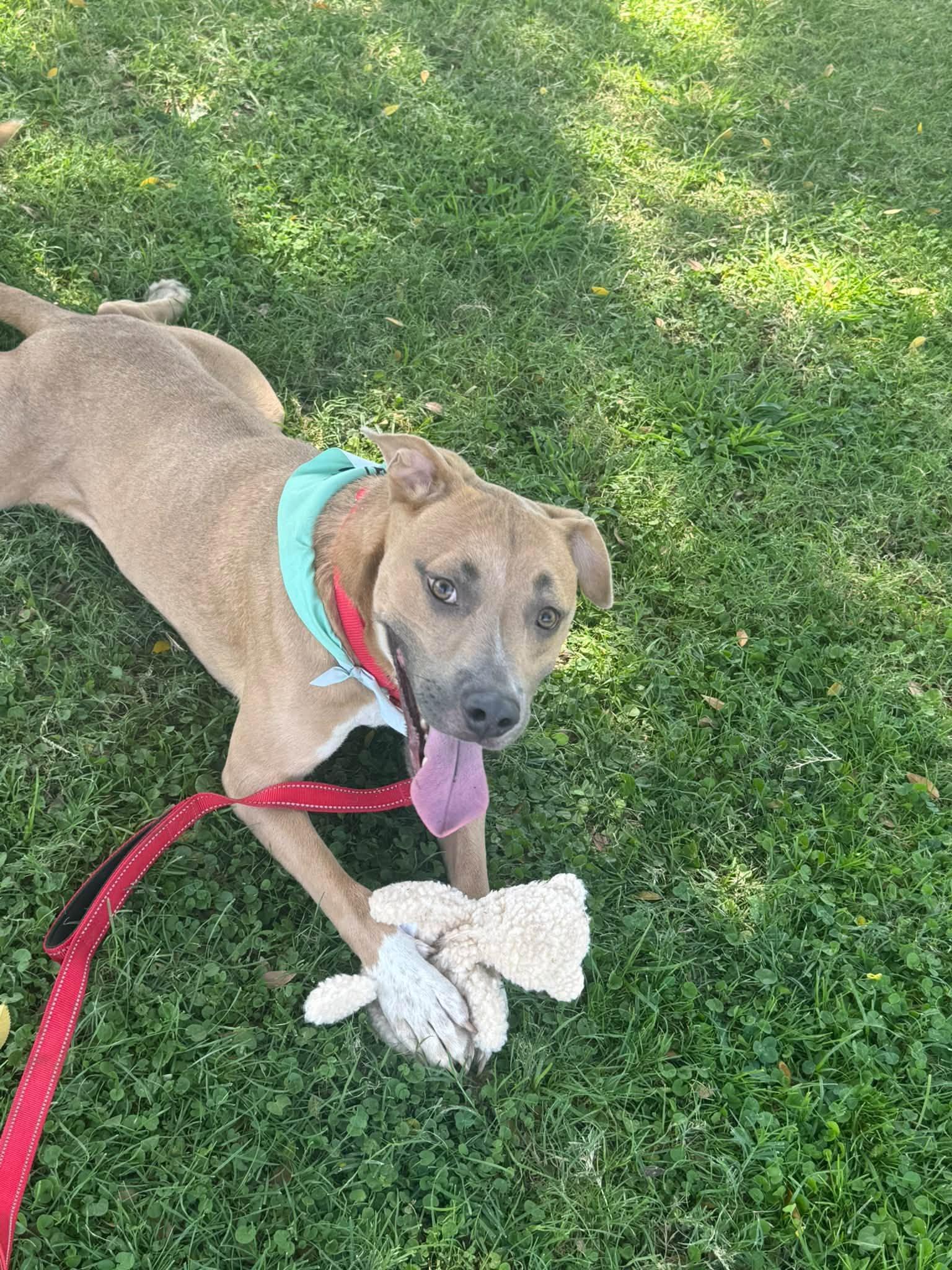 Rico - EUTHANASIA LIST, Adopted, Young Male Shepherd & Pit Bull Terrier.