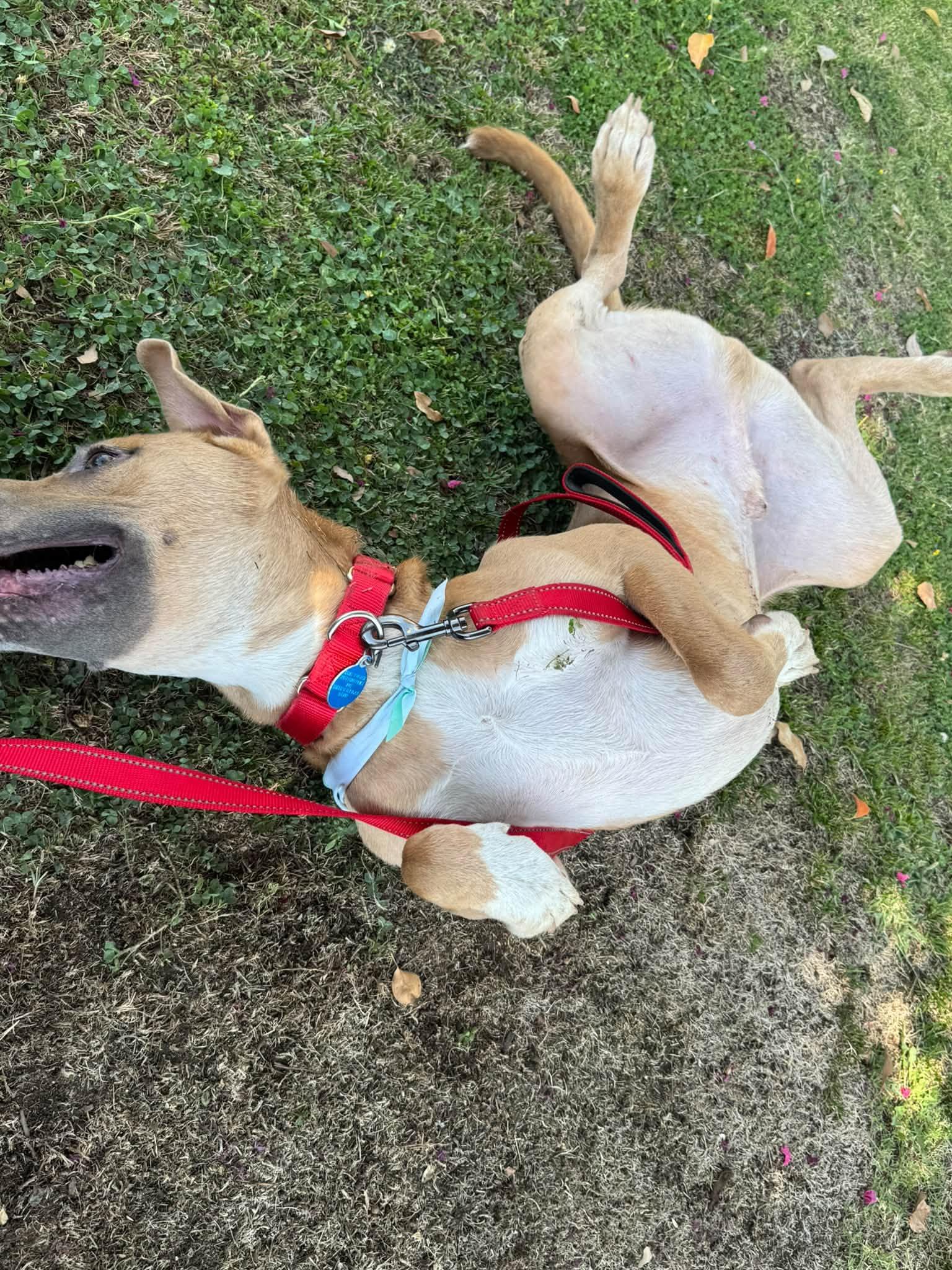 Enlarge Rico - EUTHANASIA LIST, a Adopted mixed breed in Thousand Oaks, CA image 5/6