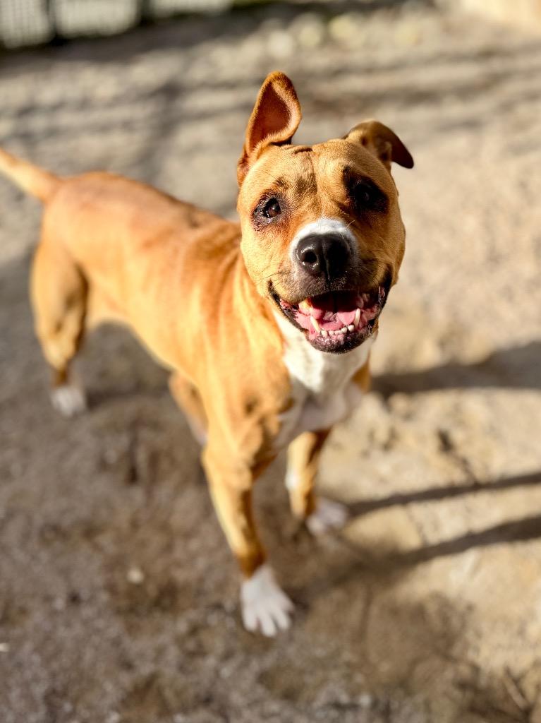 Makenna, Adoptable, Adult Female Mixed Breed.