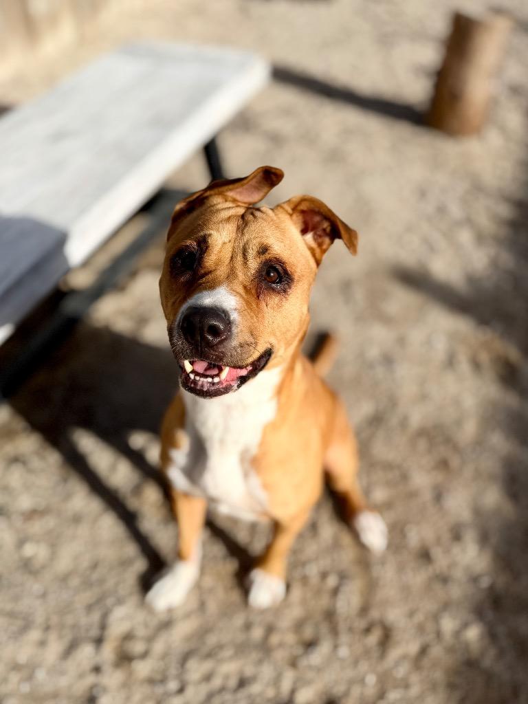 Enlarge Makenna, a Adoptable Mixed Breed in Muskegon, MI image 2/2