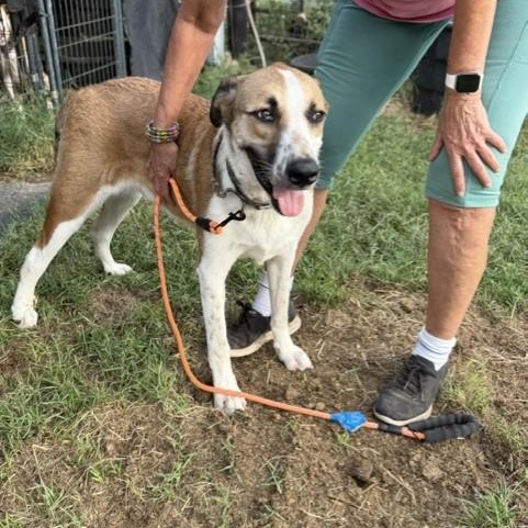 Enlarge Maximus (Just call me Max), a Adoptable mixed breed in Lake Station, IN image 5/6