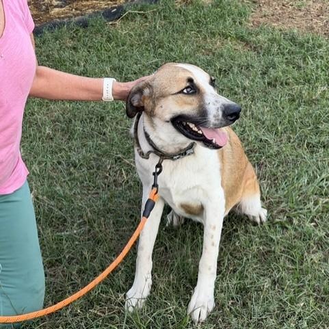 Enlarge Maximus (Just call me Max), a Adoptable mixed breed in Lake Station, IN image 3/6