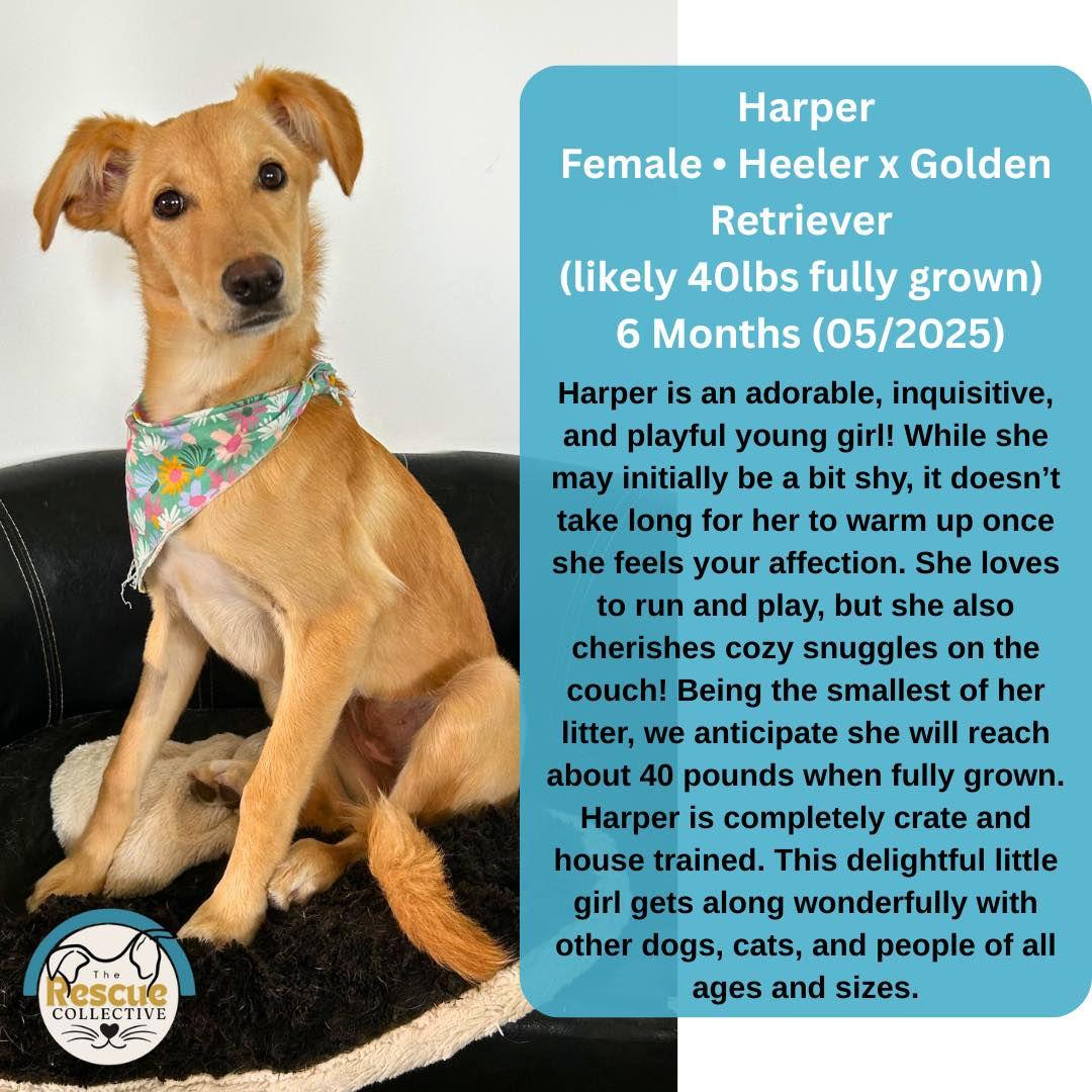 Harper, an adoptable Golden Retriever in Clive, AB, T0C 0Y0 | Photo Image 1