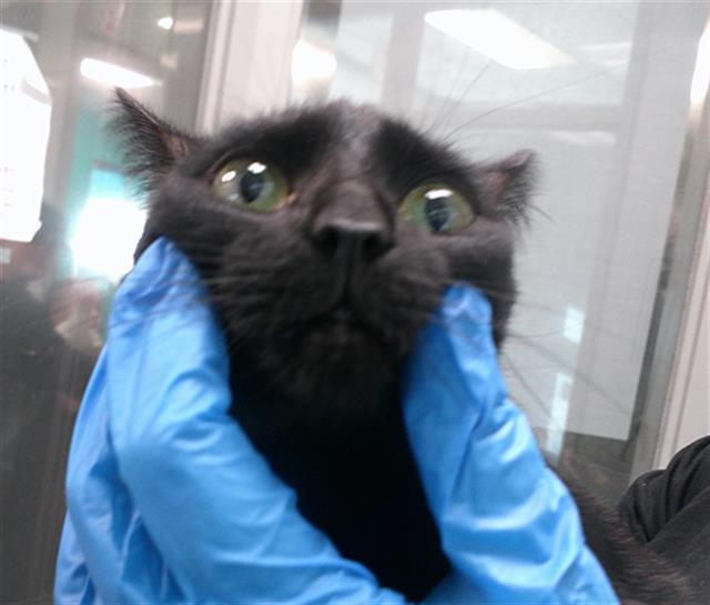 A466883, Adoptable, Young Female Domestic Short Hair.