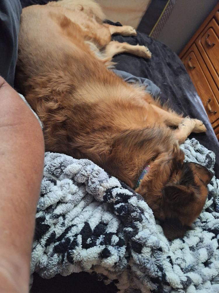 Enlarge Quinn, a Adoptable Shepherd in Clinton Township, MI image 4/5