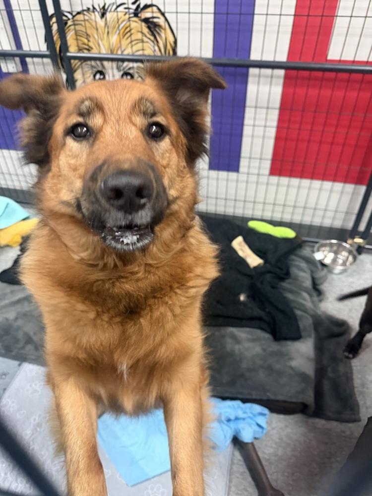 Quinn, Adoptable, Adult Female Shepherd.