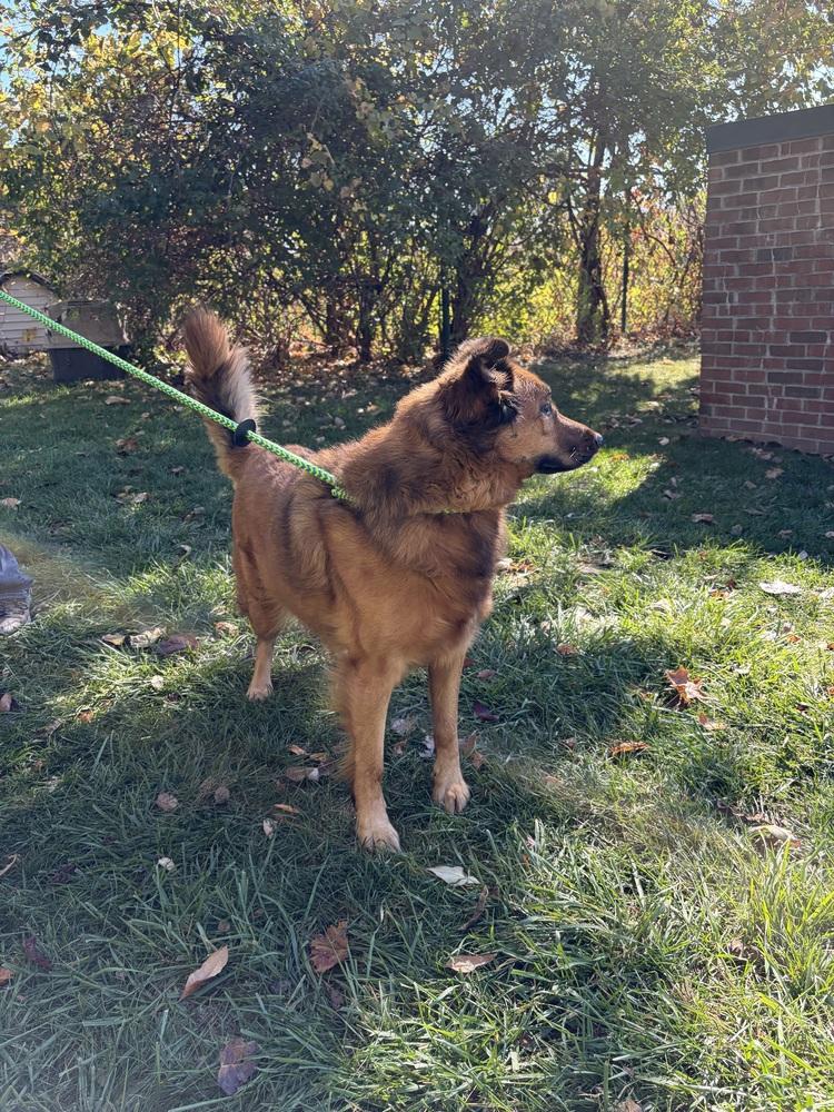 Enlarge Quinn, a Adoptable Shepherd in Clinton Township, MI image 2/5