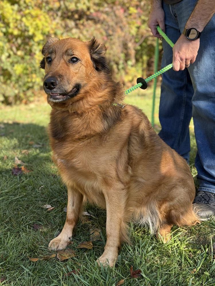 Enlarge Quinn, a Adoptable Shepherd in Clinton Township, MI image 3/5