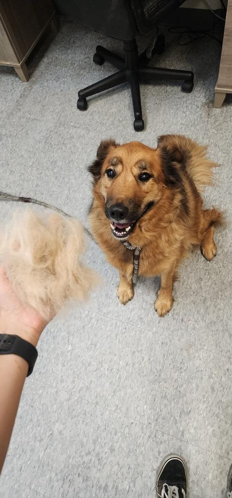 Enlarge Quinn, a Adoptable Shepherd in Clinton Township, MI image 5/5