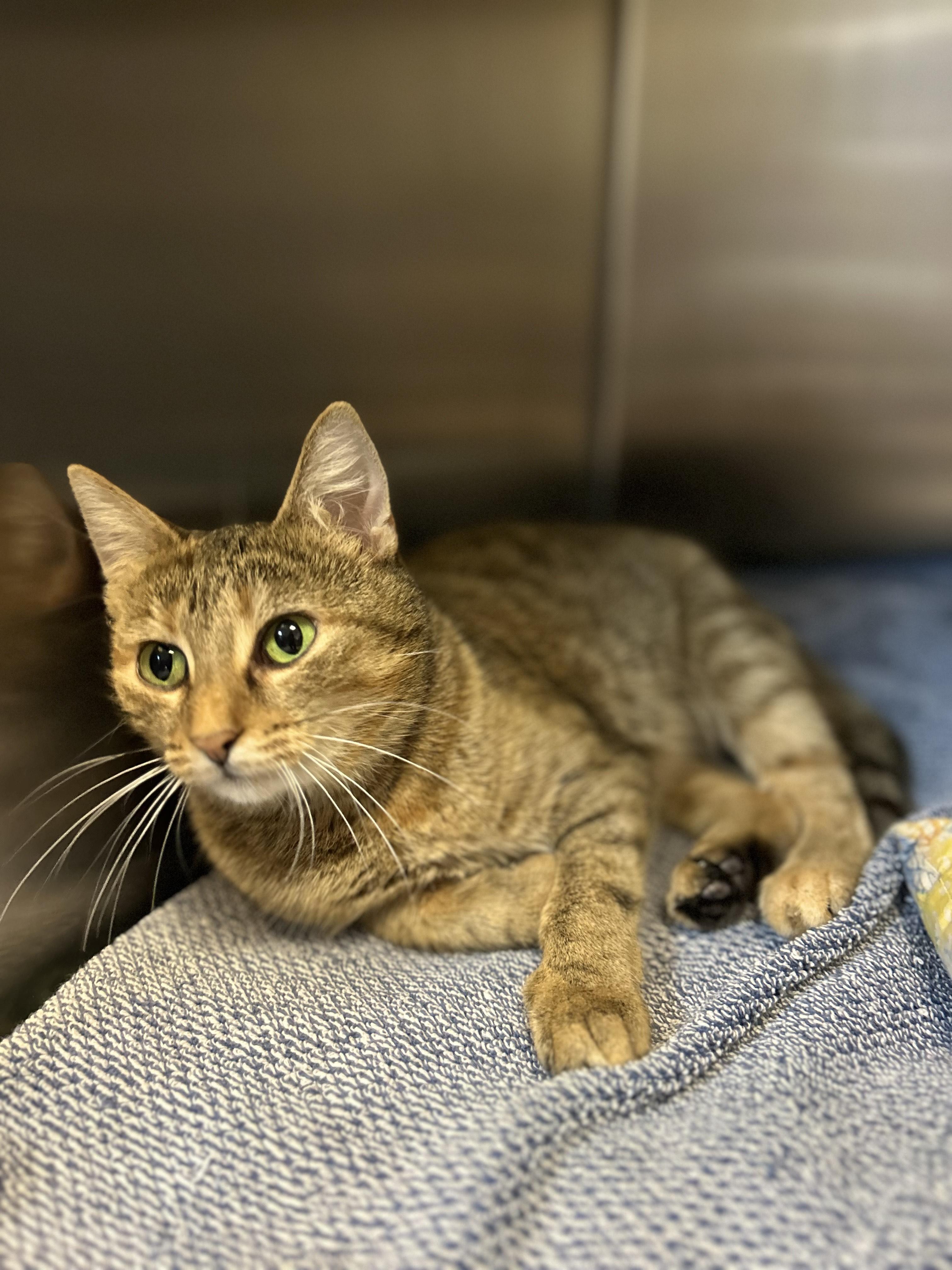 Nebula, an adoptable Domestic Short Hair in Myerstown, PA image 4/6
