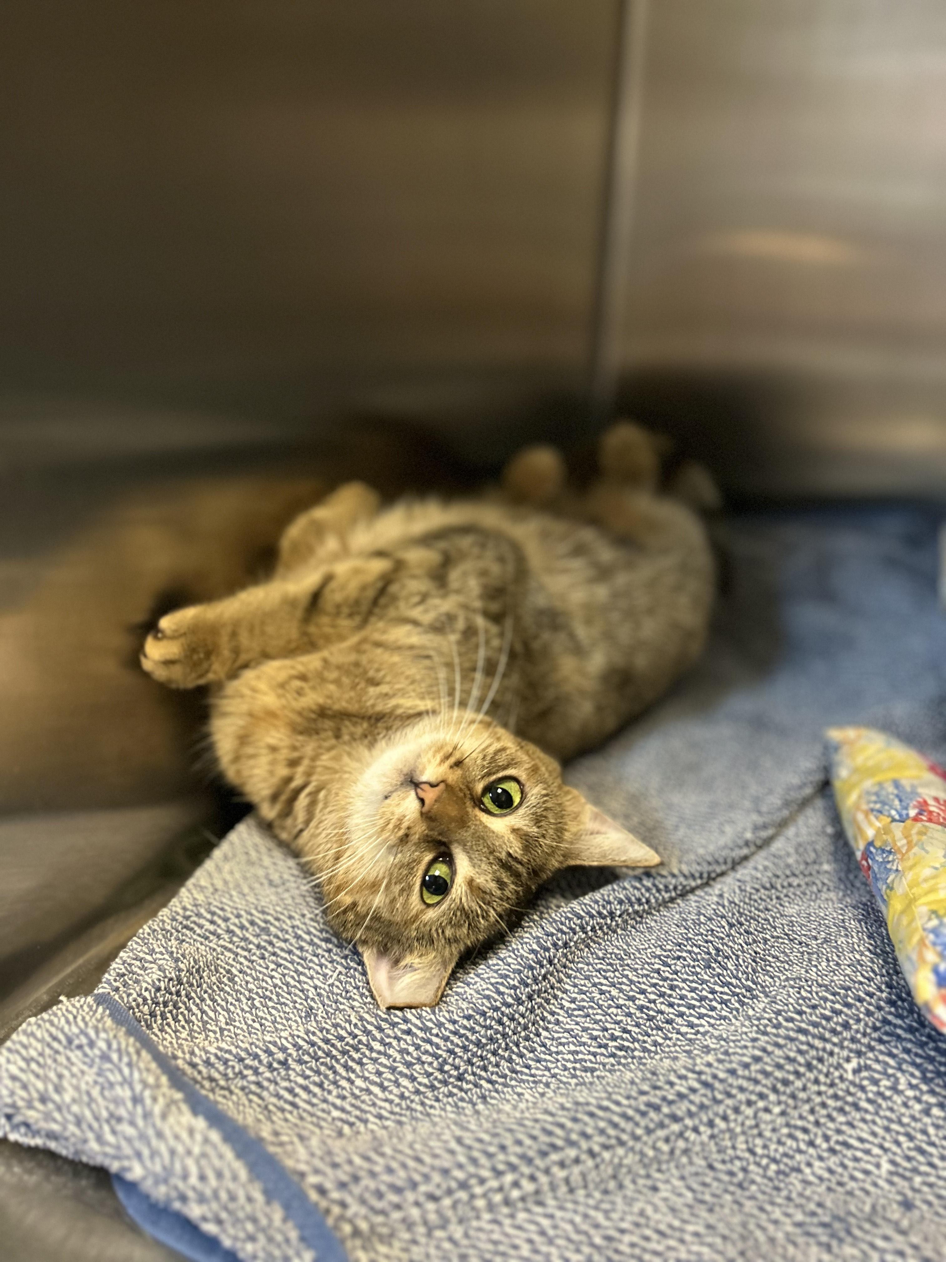Nebula, an adoptable Domestic Short Hair in Myerstown, PA image 5/6