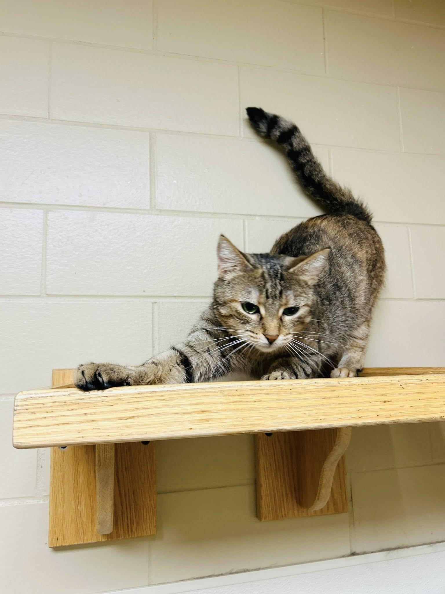 Nebula, an adoptable Domestic Short Hair in Myerstown, PA image 6/6