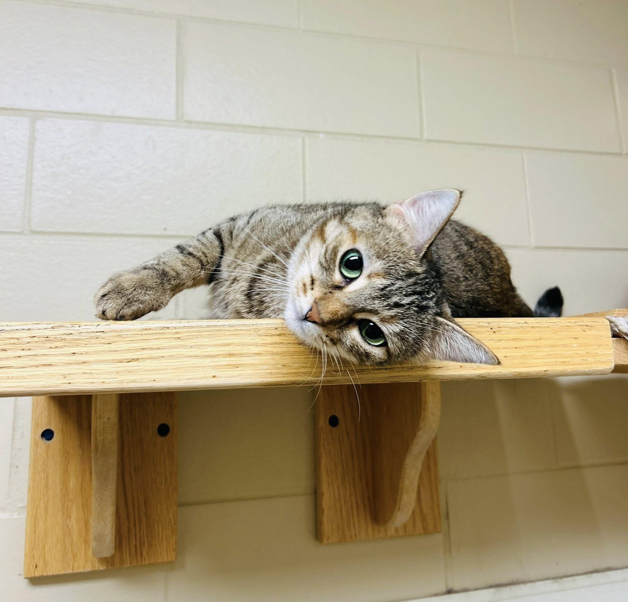 Nebula, an adoptable Domestic Short Hair in Myerstown, PA image 2/6