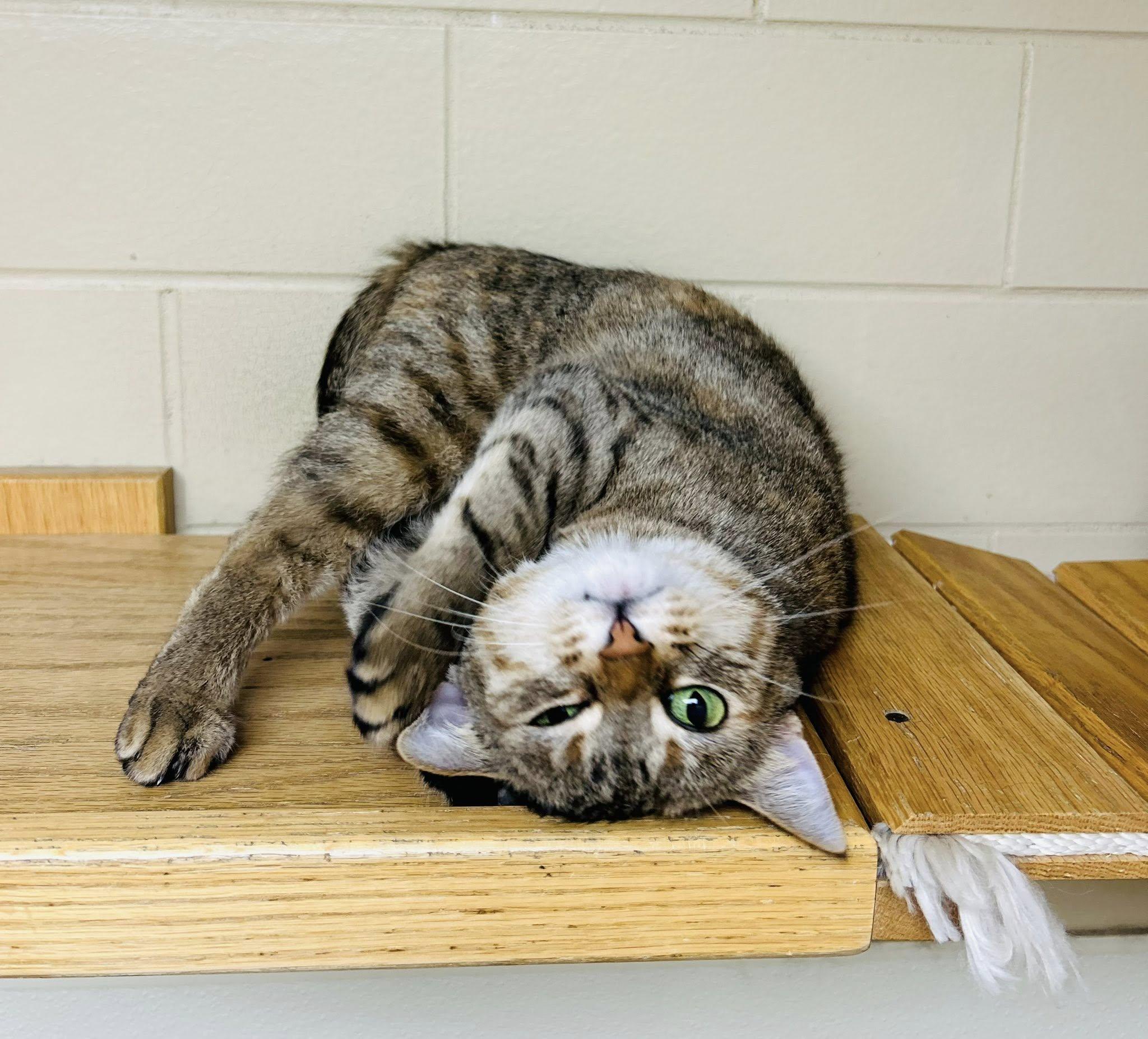 Nebula, an adoptable Domestic Short Hair in Myerstown, PA image 3/6