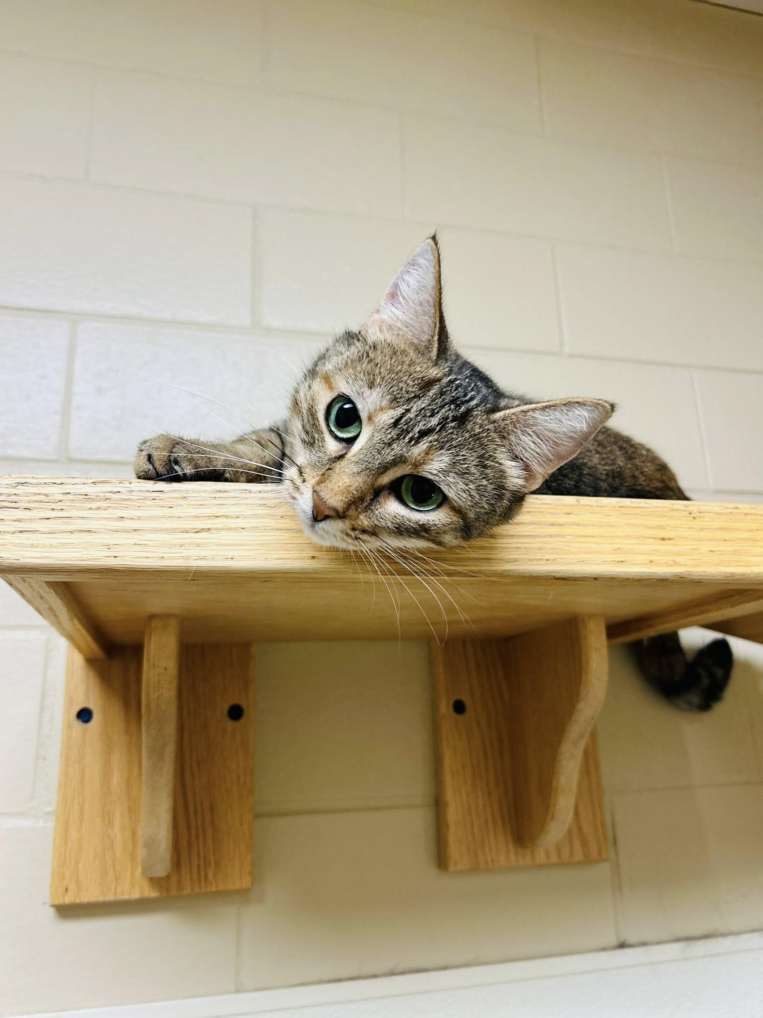 Nebula, adoptable, Adult Female Domestic Short Hair.