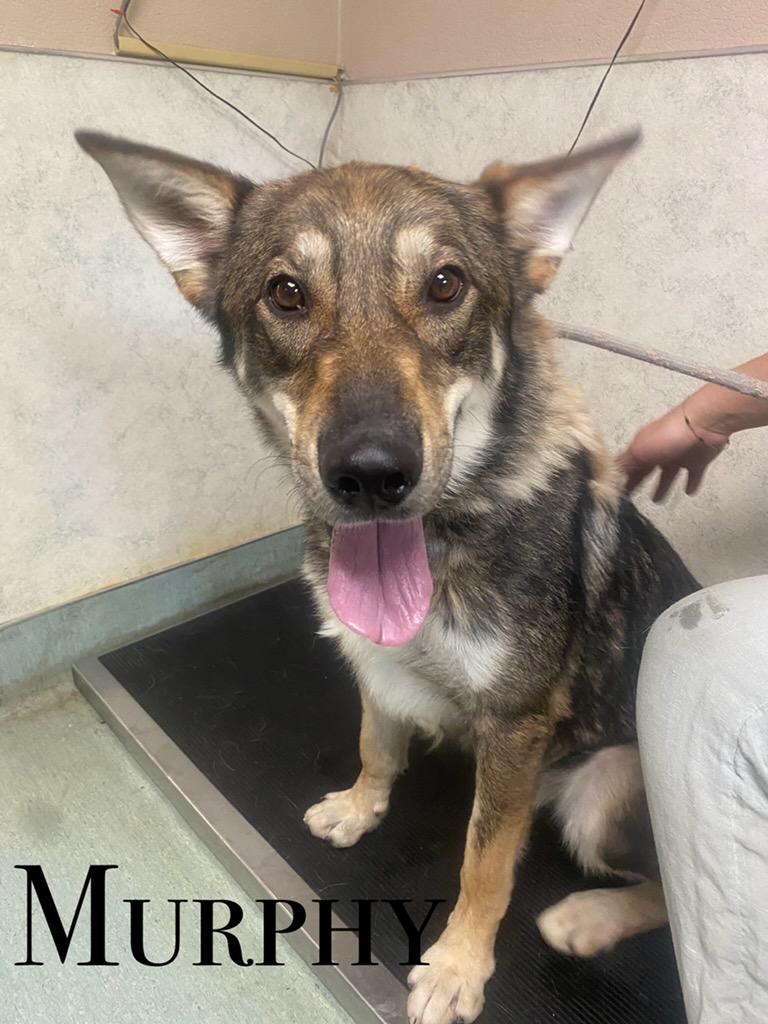 Murphy, an adoptable German Shepherd Dog in Craig, CO, 81625 | Photo Image 1