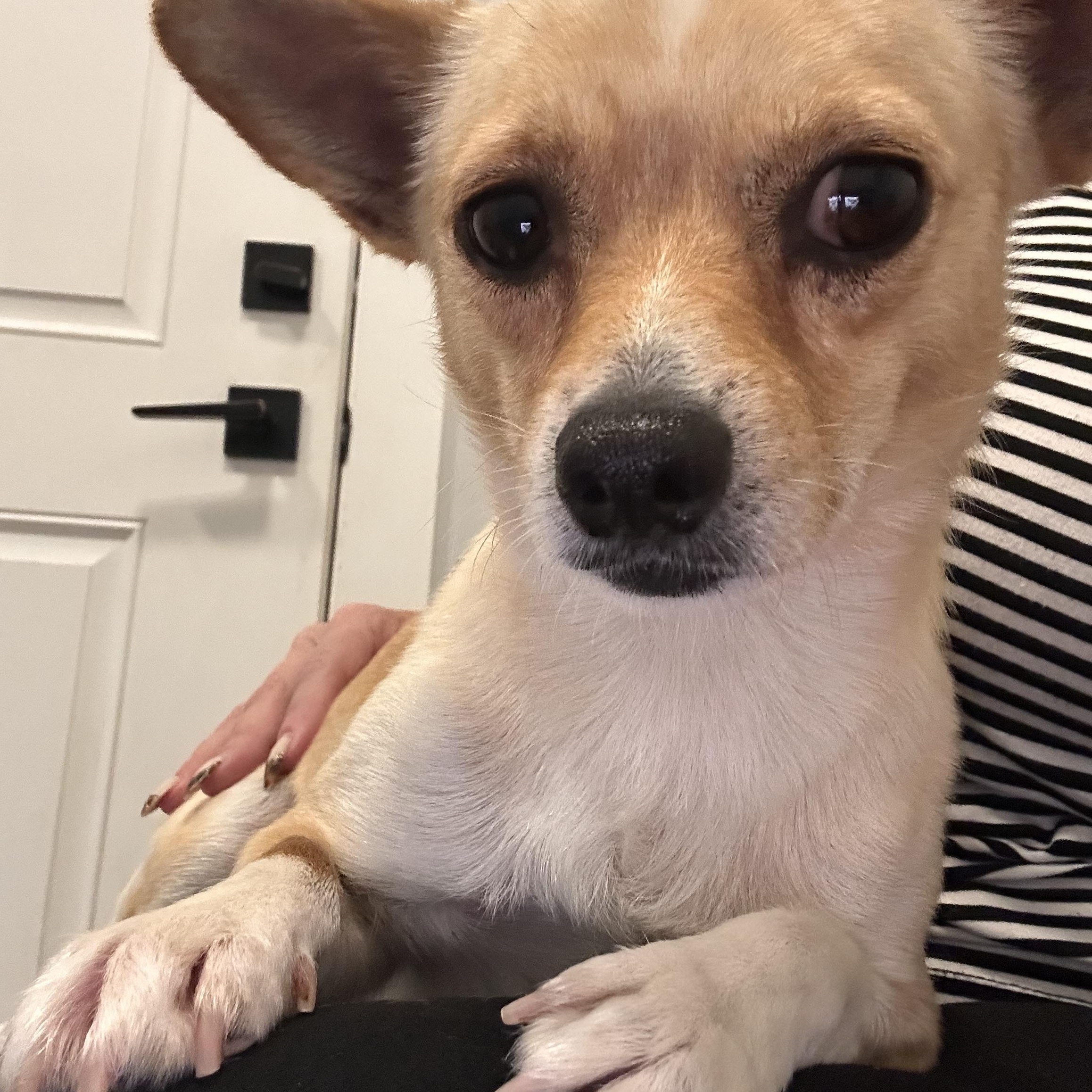 Jimmy, Adoptable, Young Male Chihuahua.
