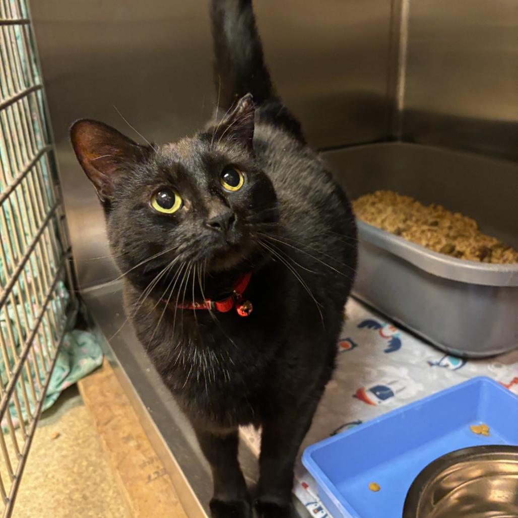 Alice, Adoptable, Senior Female Domestic Short Hair.