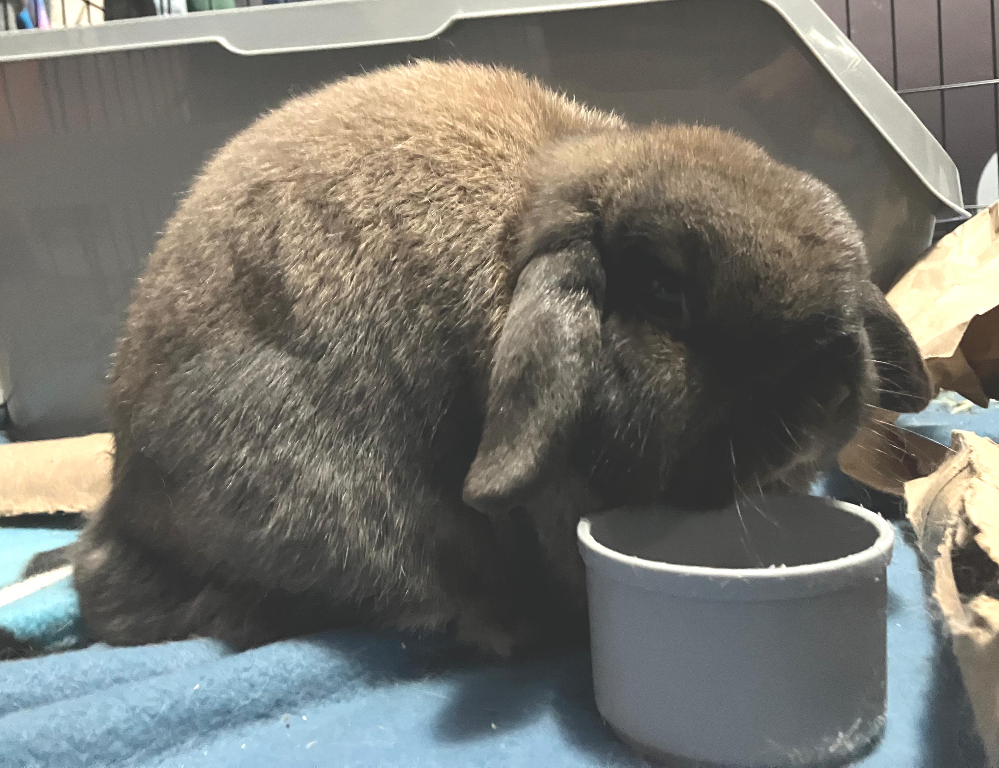 Enlarge Aubrey, a ADOPTABLE Holland Lop in Oshkosh, WI image 4/5