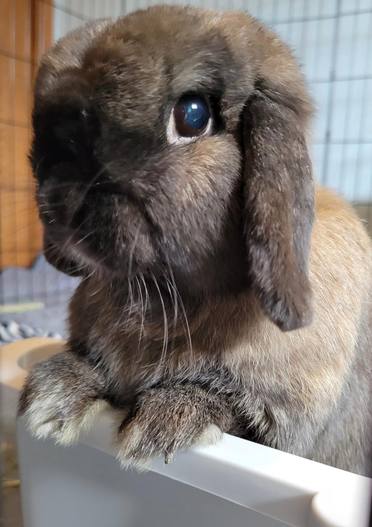 Aubrey, an adopted Holland Lop in Oshkosh, WI image 1/5