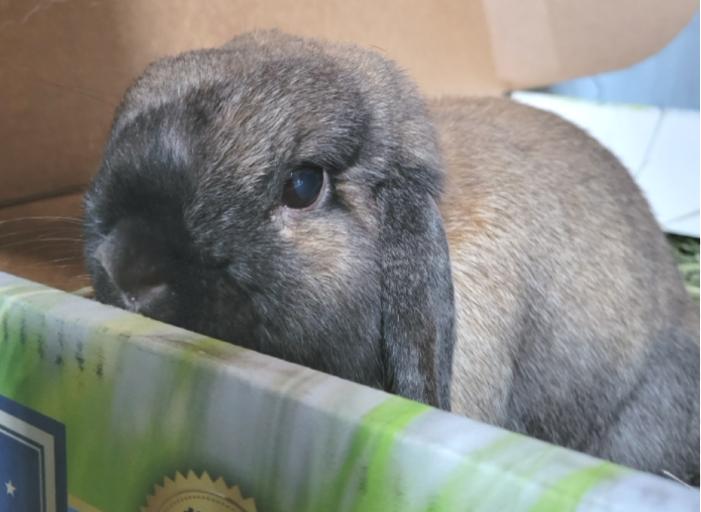 Aubrey, an adopted Holland Lop in Oshkosh, WI image 4/5