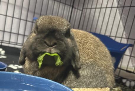Enlarge Aubrey, a ADOPTABLE Holland Lop in Oshkosh, WI image 3/5