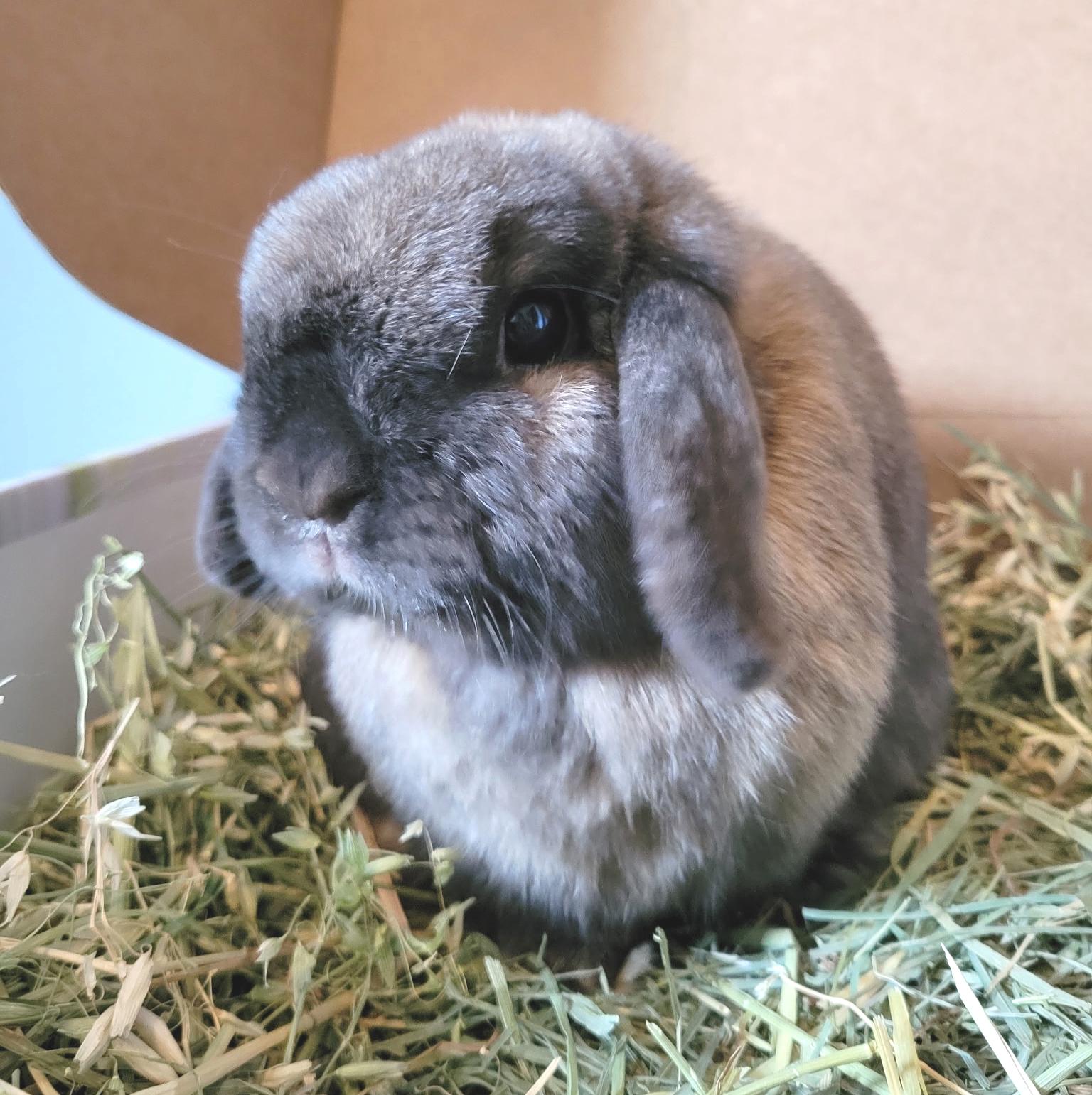 Aubrey, an adopted Holland Lop in Oshkosh, WI image 2/5